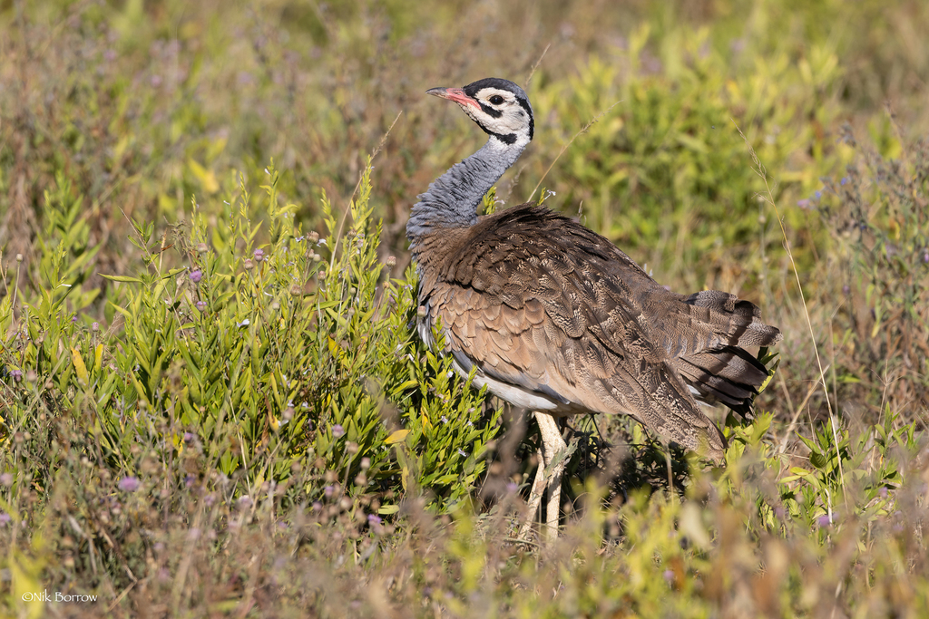 White-bellied Bustard photo