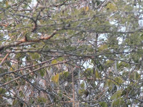 Jamaican Vireo (Vireo modestus), photo 8