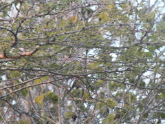 Vireo modestus