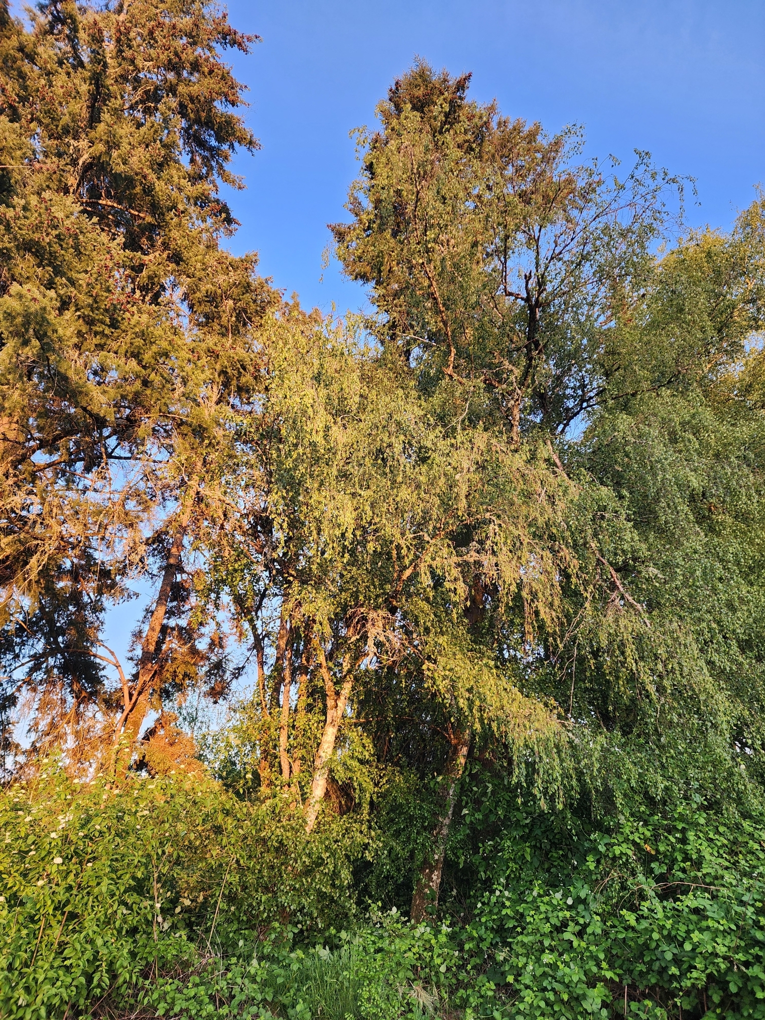Hänge-Birke (Betula pendula): Herkunft und Verwendung — foto 3