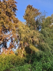 Hänge-Birke (Betula pendula): Herkunft und Verwendung — Foto 3