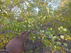 Fabaceae