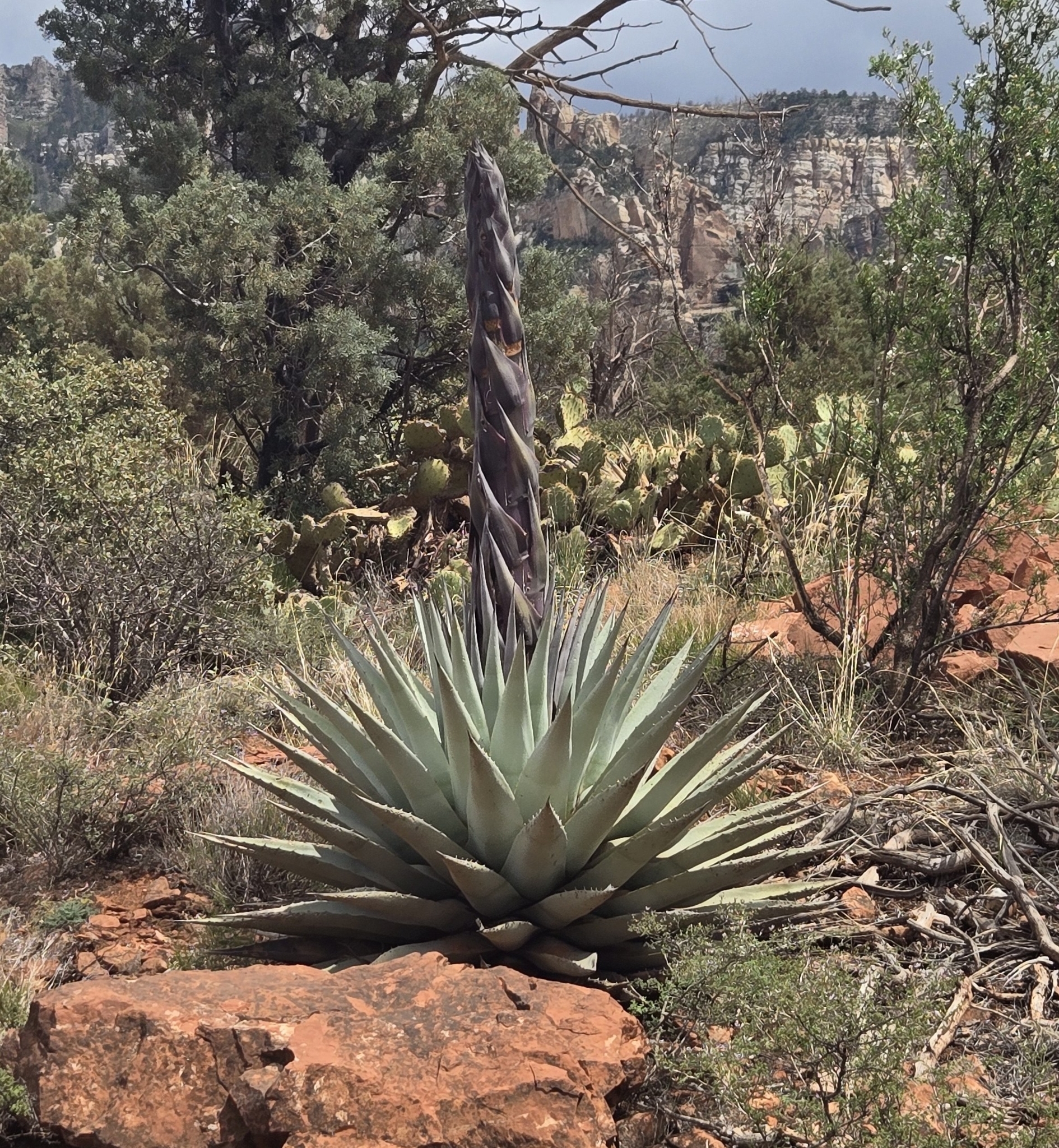 Parry's agave (Agave parryi)  iNaturalist