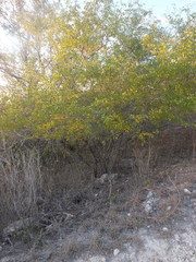 Fabaceae