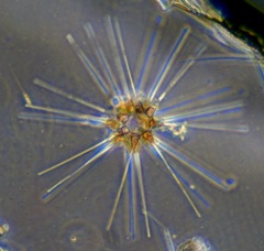 Asterionellopsis glacialis