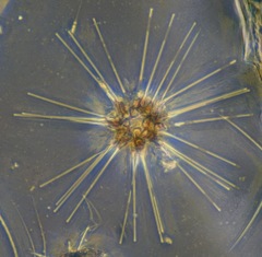 Asterionellopsis glacialis