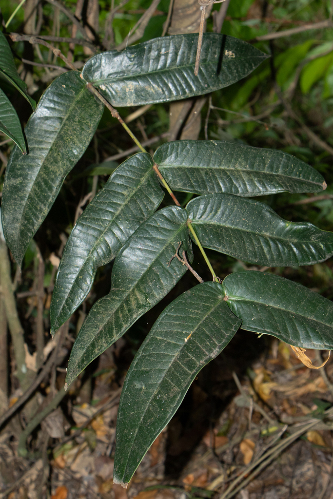 Memecylon hookeri