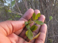 Angiospermae
