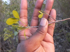 Angiospermae