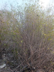 Angiospermae