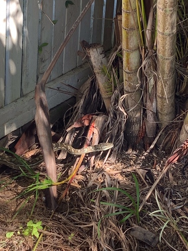 Coastal Carpet Python sighting