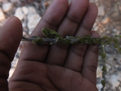 Angiospermae