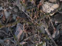 Angiospermae