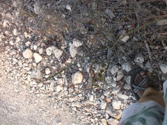 Angiospermae