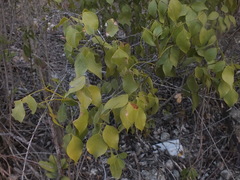 Angiospermae