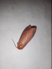 Hypoprepia miniata