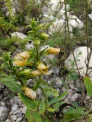 Digitalis laevigata