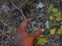 Angiospermae
