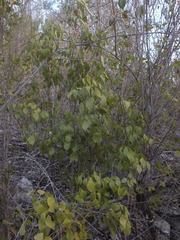 Angiospermae