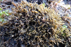 Endocladia