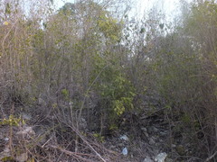 Angiospermae
