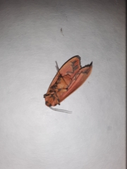 Hypoprepia miniata
