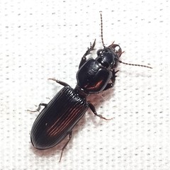 Clivina dentipes