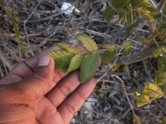 Angiospermae