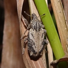 Listroderes difficilis