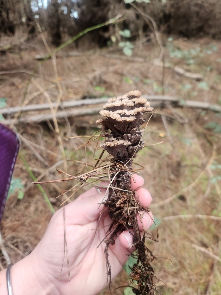 Thelephora terrestris · May 2025 · photo: © caroline1426 (iNaturalist, CC)