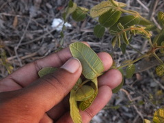 Angiospermae