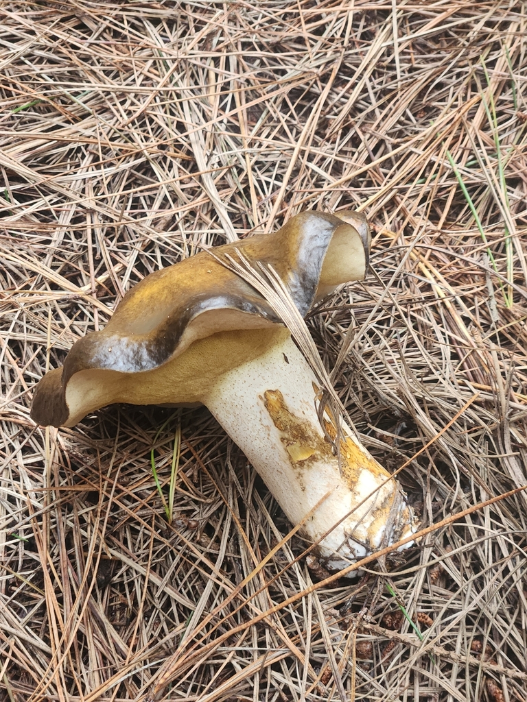 Suillus pungens · May 2025 · photo: © caroline1426 (iNaturalist, CC)