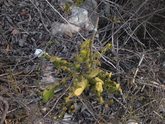 Angiospermae