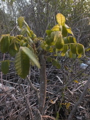 Angiospermae