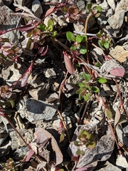Polygonum minimum