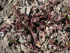 Polygonum minimum