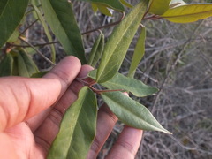 Magnoliopsida
