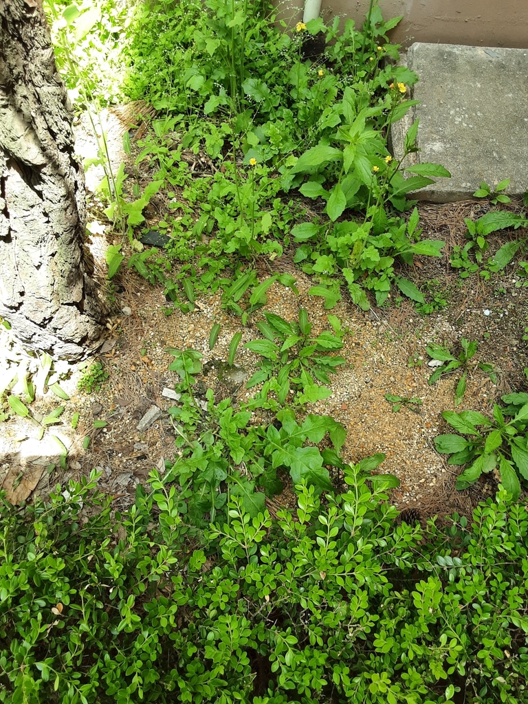 Solanum lycopersicum