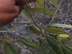 Magnoliopsida