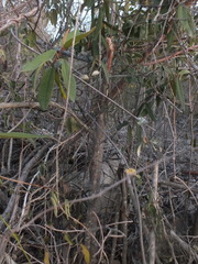Magnoliopsida