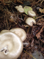 Melanoleuca alboflavida