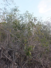 Magnoliopsida