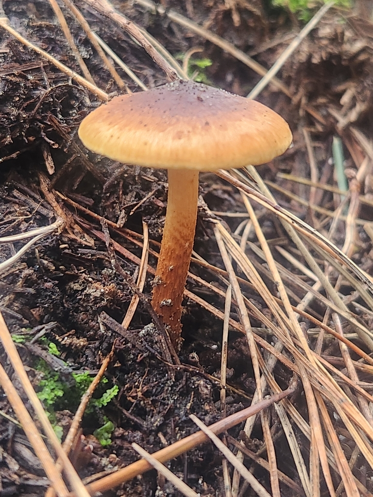 Pholiota multicingulata · May 2025 · photo: © caroline1426 (iNaturalist, CC)