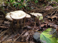 Melanoleuca alboflavida