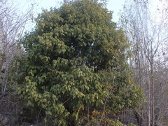Magnoliopsida