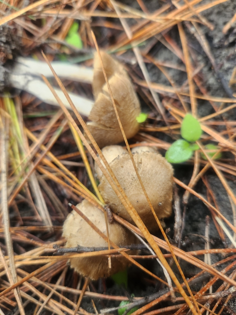 Inocybe sindonia · May 2025 · photo: © caroline1426 (iNaturalist, CC)