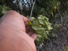 Magnoliopsida