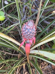 Ananas comosus comosus