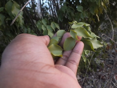 Magnoliopsida