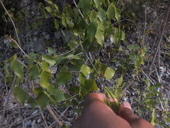 Magnoliopsida